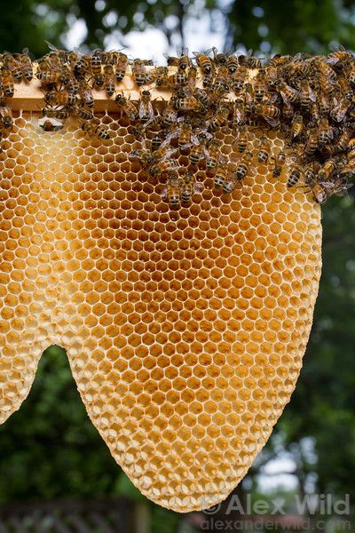 Honey Home